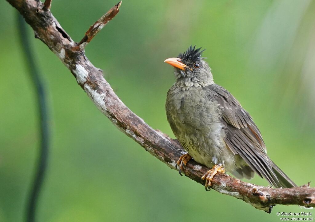 Bulbul merleadulte