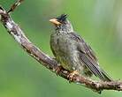 Bulbul merle