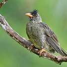 Bulbul merle