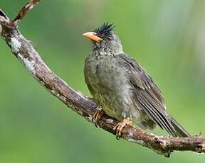 Bulbul merle