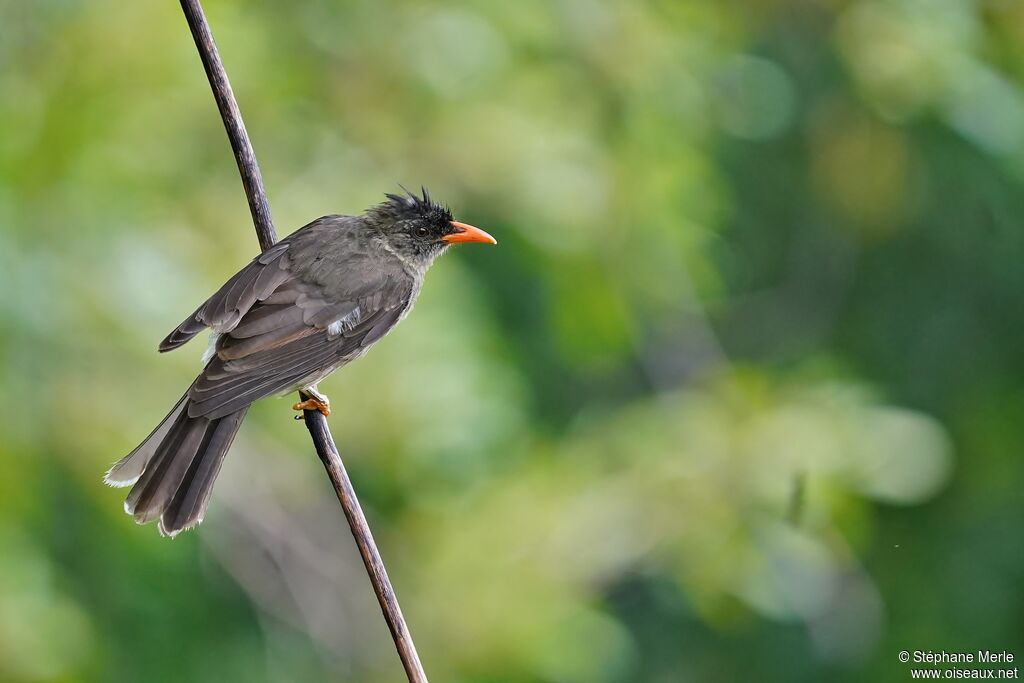 Bulbul merleadulte