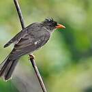 Bulbul merle