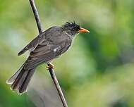 Bulbul merle