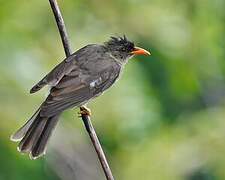 Bulbul merle