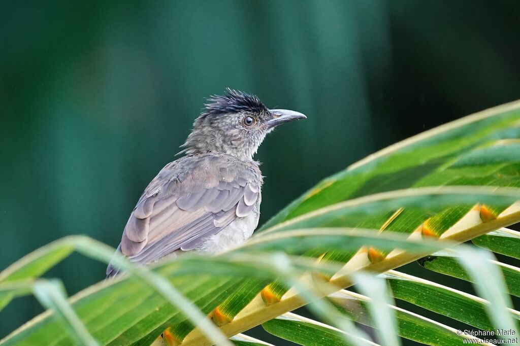 Bulbul merlejuvénile