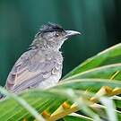 Bulbul merle