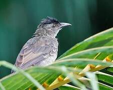 Bulbul merle