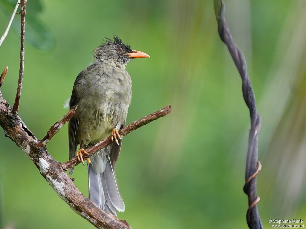 Seychelles Bulbuladult