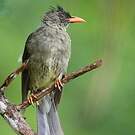 Bulbul merle