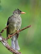 Bulbul merle