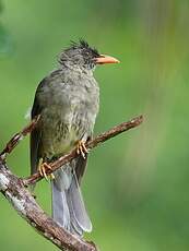 Bulbul merle