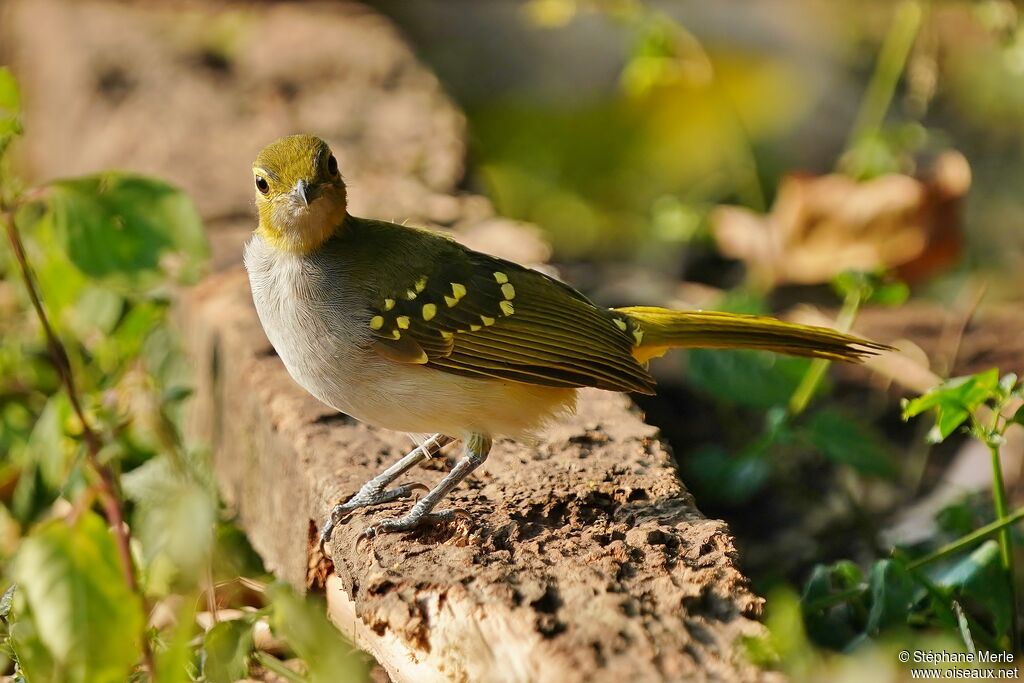 Bulbul nicatoradulte