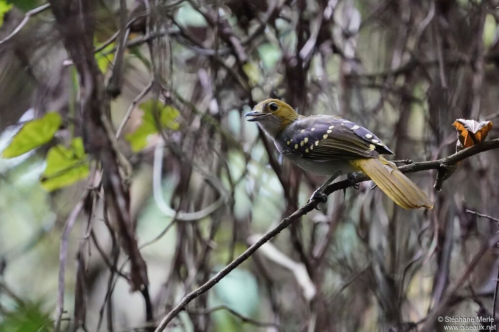 Bulbul nicatoradulte