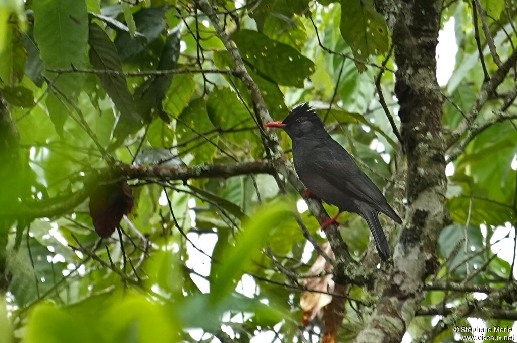 Bulbul noiradulte