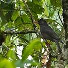 Bulbul noir