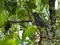 Bulbul noir