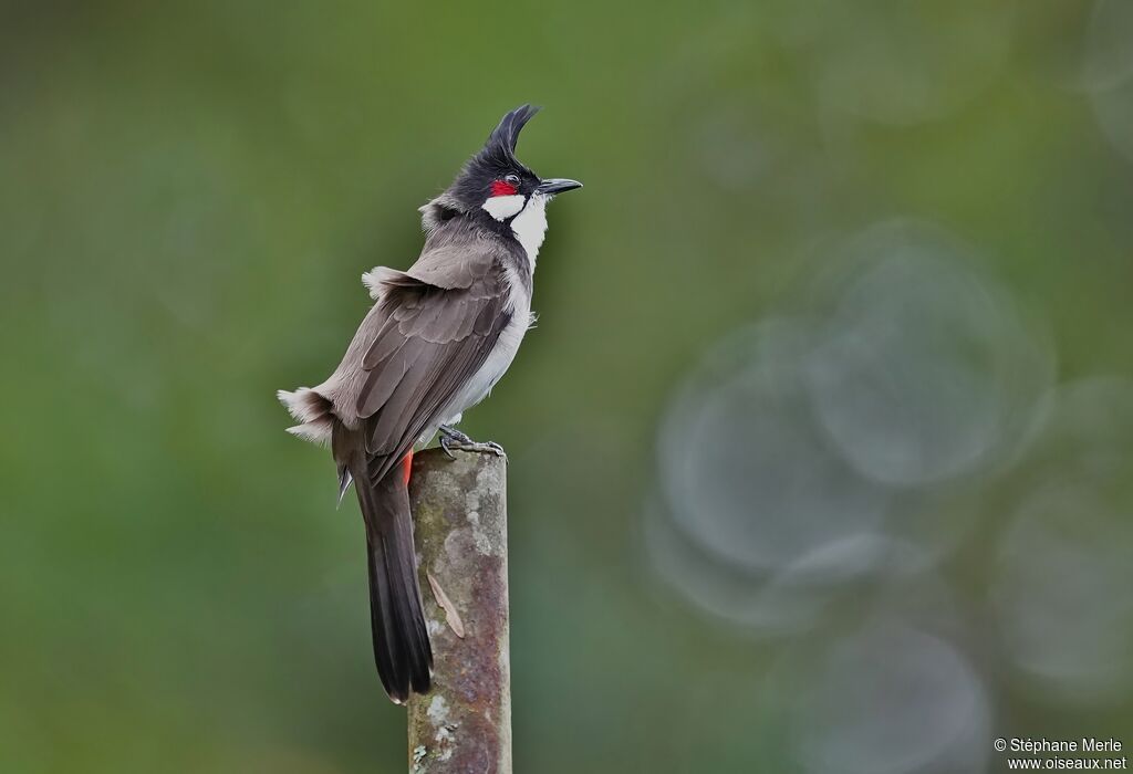 Bulbul orphée