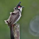 Bulbul orphée
