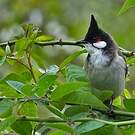 Bulbul orphée