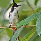 Bulbul orphée