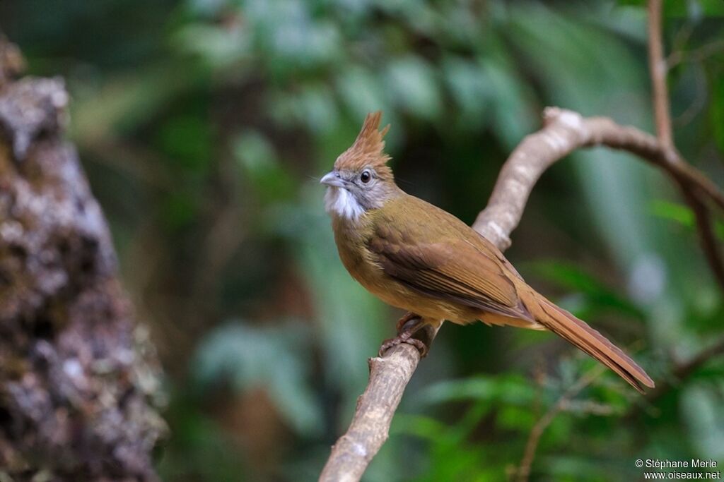 Puff-throated Bulbuladult