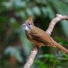 Bulbul pâle