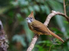 Puff-throated Bulbul