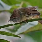 Bulbul pâle