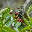 Bulbul strié