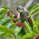 Bulbul strié