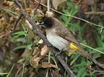 Bulbul tricolore