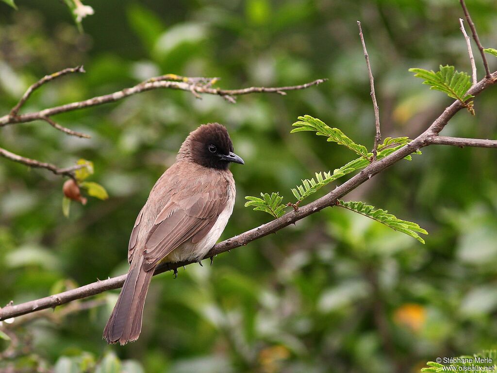 Bulbul tricoloreadulte