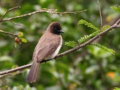 Dark-capped Bulbul