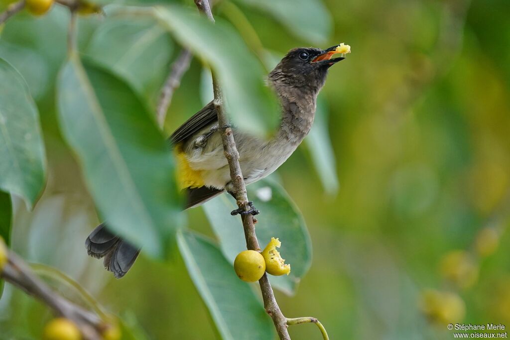 Bulbul tricoloreadulte