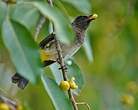 Bulbul tricolore