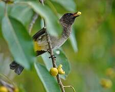 Dark-capped Bulbul