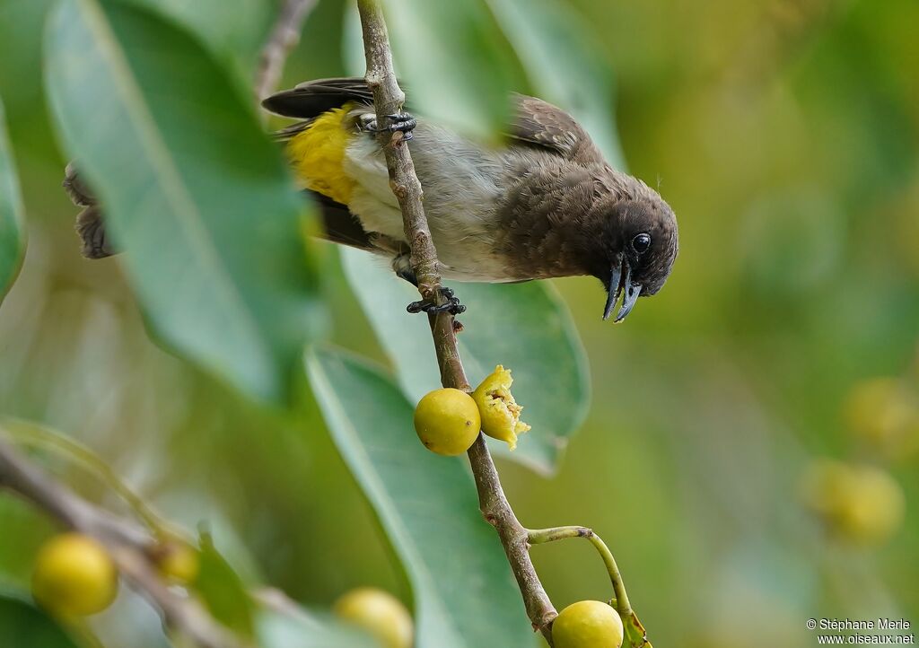 Bulbul tricoloreadulte