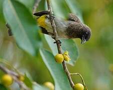 Dark-capped Bulbul