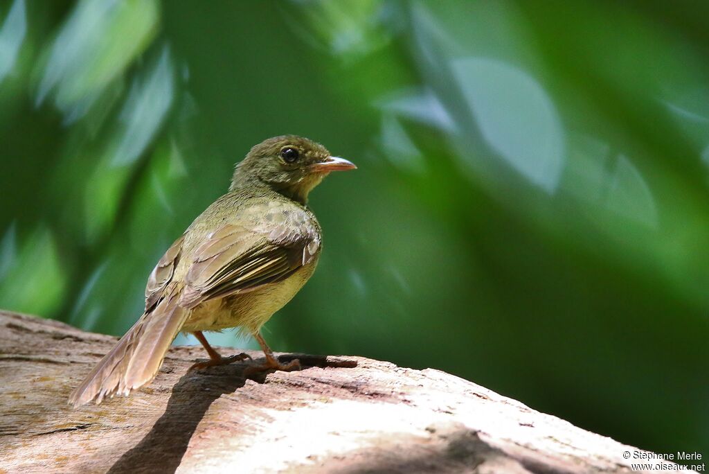 Little Greenbul