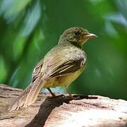 Bulbul verdâtre