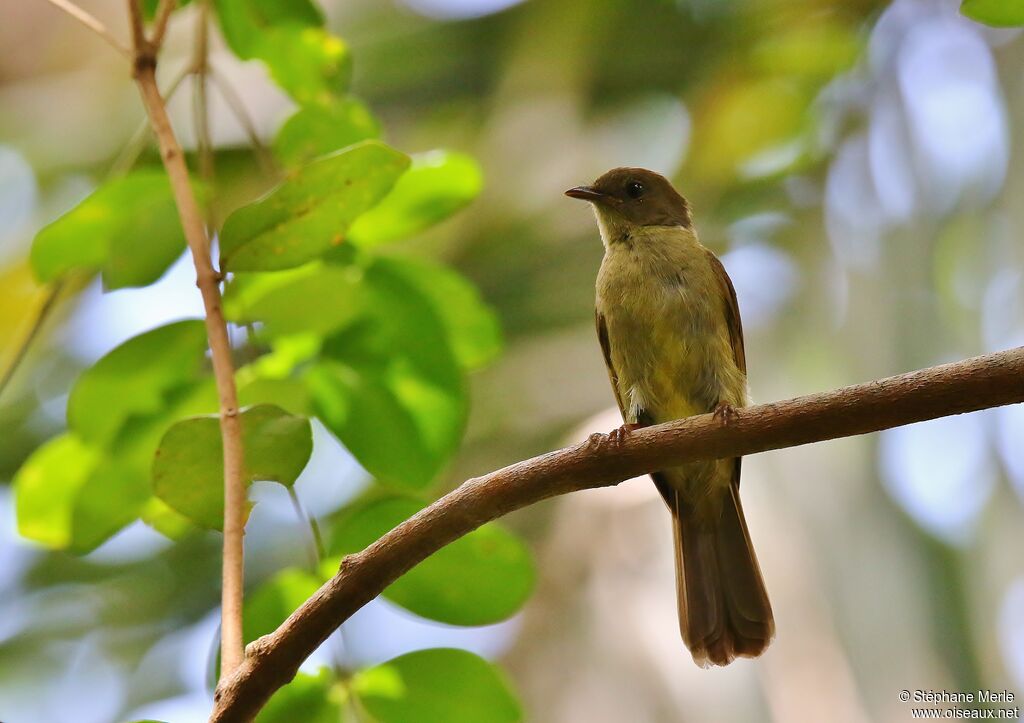 Bulbul verdâtre