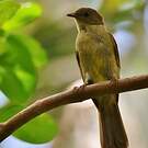 Bulbul verdâtre