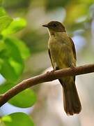 Little Greenbul