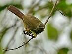 Bulbul verdâtre