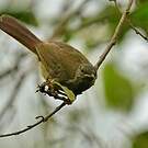 Bulbul verdâtre