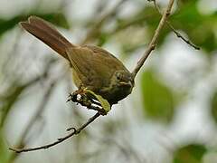 Little Greenbul