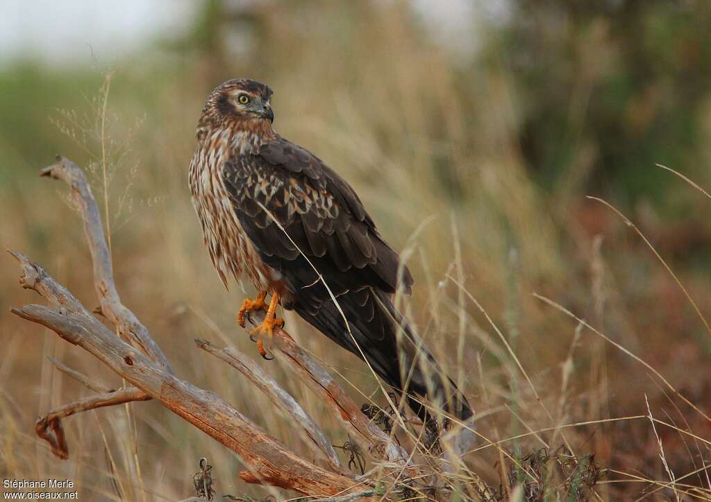 Montagu's Harrier female adult, identification