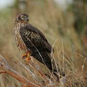 Montagu's Harrier