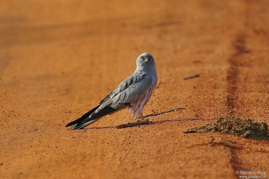 Montagu's Harrier male adult