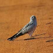 Montagu's Harrier